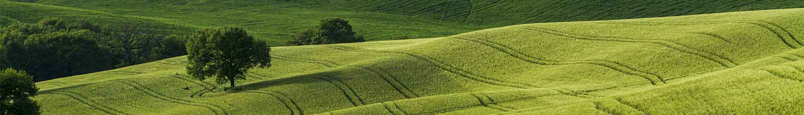 grünes Feld mit Bäumen