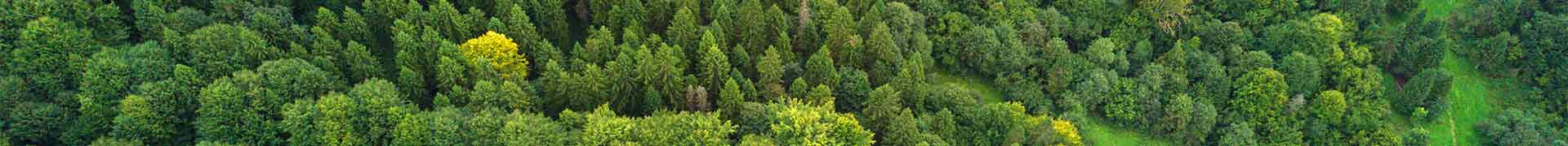 Grüner Wald von Oben fotografiert