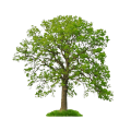 grüner Baum