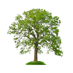 grüner Baum