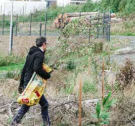 Baumsetzlinge werden in den Wald gebracht